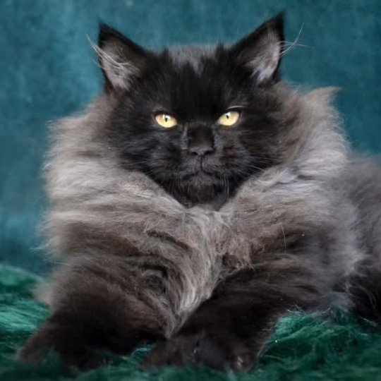 chat Sibérien black Wyoming Chatterie du ZenÉmoi