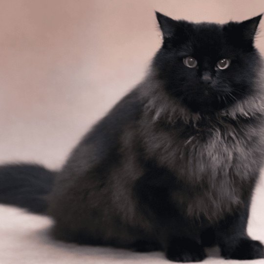 chat Sibérien black Wyoming Chatterie du ZenÉmoi