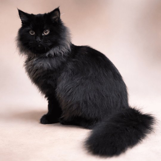 chat Sibérien black Wyoming Chatterie du ZenÉmoi