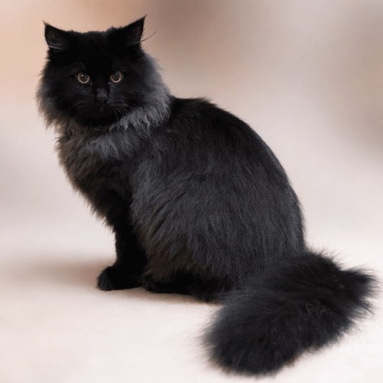 chat Sibérien black Wyoming Chatterie du ZenÉmoi