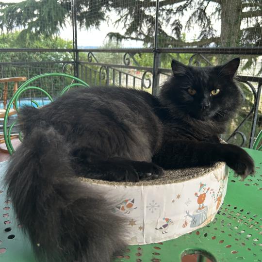 chat Sibérien black Wyoming Chatterie du ZenÉmoi