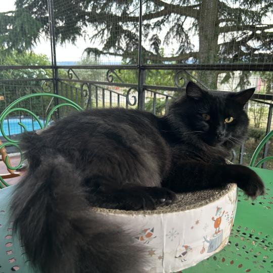 chat Sibérien black Wyoming Chatterie du ZenÉmoi