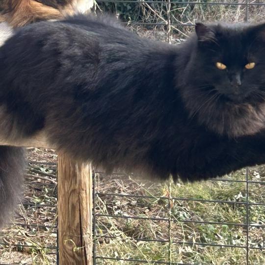 chat Sibérien black Wyoming Chatterie du ZenÉmoi