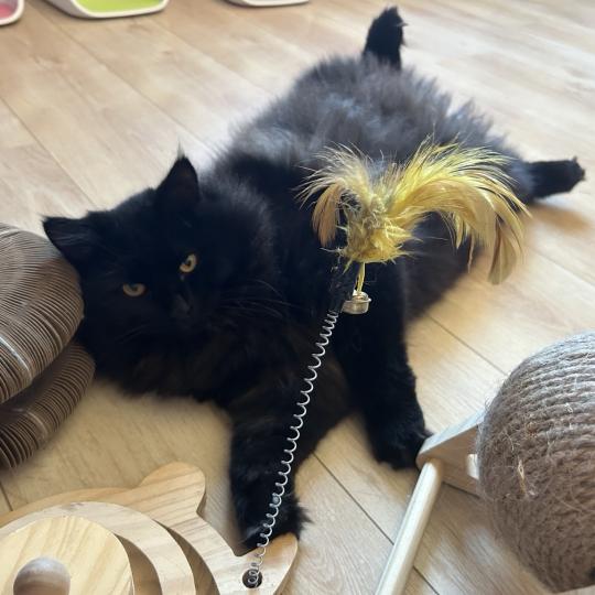 chat Sibérien black Wyoming Chatterie du ZenÉmoi