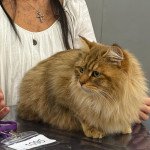 Unforgettable Lizzie Des Ailes d’Eros à l'expo