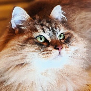 Le chat sibérien