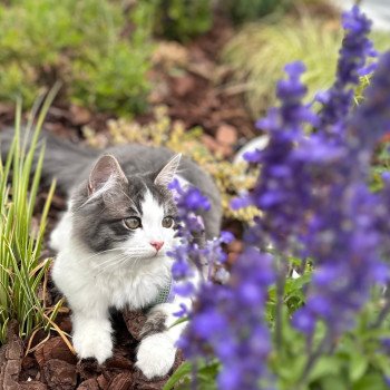 Chaton Sibérien blue tabby