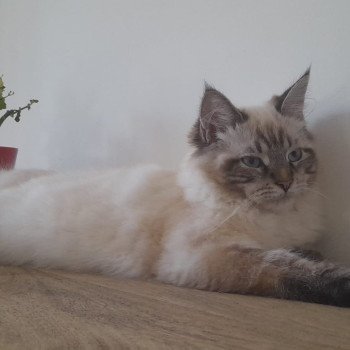 Chaton Sibérien blue tabby bicolor