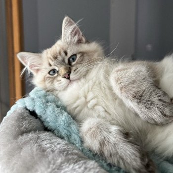 Chaton Sibérien blue silver tabby bicolor