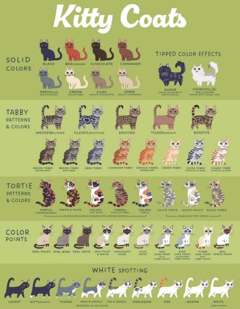 couleurs de robe