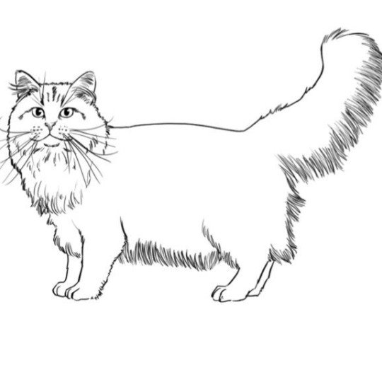 standard siberien