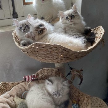 Chaton Sibérien Téti ❤ Tomy 2023 Chatterie du ZenÉmoi Chaton Sibérien Téti ❤ Tomy 2023 Chatterie du ZenÉmoi