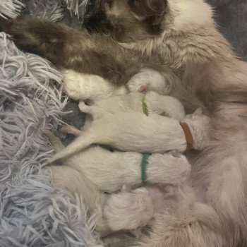 Chaton Sibérien Téti ❤ Tomy 2023 Chatterie du ZenÉmoi Chaton Sibérien Téti ❤ Tomy 2023 Chatterie du ZenÉmoi