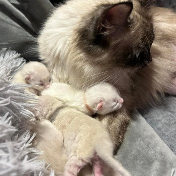 Chaton Sibérien Téti ❤ Tomy 2023 Chatterie du ZenÉmoi Chaton Sibérien Téti ❤ Tomy 2023 Chatterie du ZenÉmoi