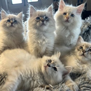 Chaton Sibérien Téti ❤ Tomy 2023 Chatterie du ZenÉmoi Chaton Sibérien Téti ❤ Tomy 2023 Chatterie du ZenÉmoi