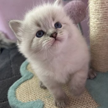 Chaton Sibérien Téti ❤ Tomy 2025 Chatterie du ZenÉmoi Chaton Sibérien Téti ❤ Tomy 2025 Chatterie du ZenÉmoi