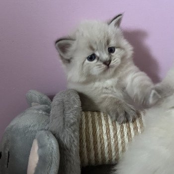 Chaton Sibérien Téti ❤ Tomy 2025 Chatterie du ZenÉmoi Chaton Sibérien Téti ❤ Tomy 2025 Chatterie du ZenÉmoi