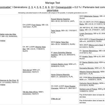 Chaton Sibérien  Chatterie du ZenÉmoi