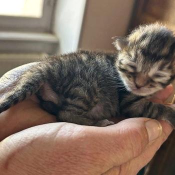 Chaton Sibérien Unforgettable lizzie ❤ Upertothesnow du ZenEmoi 2026 Chatterie du ZenÉmoi