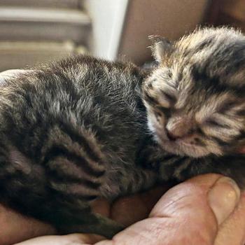 Chaton Sibérien Unforgettable lizzie ❤ Upertothesnow du ZenEmoi 2026 Chatterie du ZenÉmoi