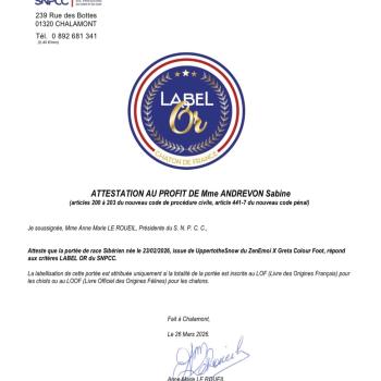 Chaton Sibérien Winky ❤ Upertothesnow du ZenEmoi 2026 Chatterie du ZenÉmoi